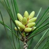 Pinus brutia. Верхушка побега с микростробилами. Республика Кипр, Троодос (Τρόοδος), пешеходная тропа \"Докса си о Теос\" (μονοπάτι Δόξα σοι ο Θεός) ведущая вдоль хребта Мадари (Μαδαρή), 1200 м н.у.м. 29.04.2019.