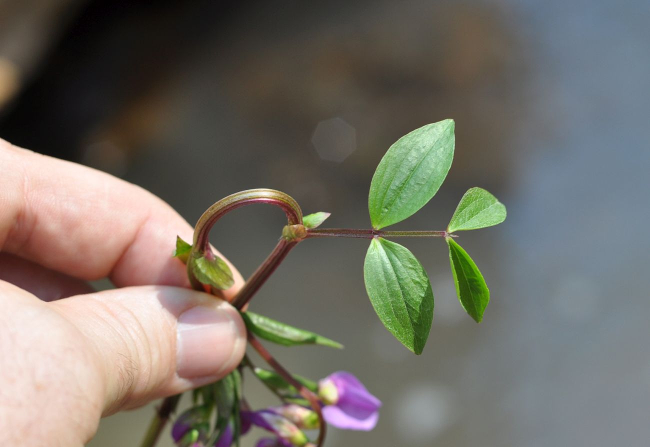 Изображение особи Lathyrus vernus.