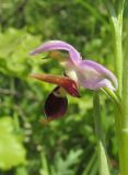 Ophrys oestrifera. Цветок. Краснодарский край, Туапсинский р-н, пгт Джубга, опушка искусственного леса из сосны крымской на окраине посёлка. 11 мая 2019 г.