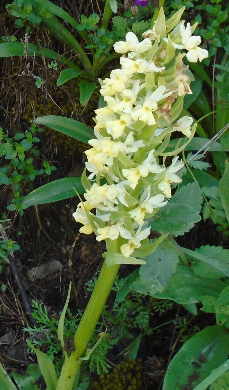 Изображение особи Dactylorhiza romana ssp. georgica.