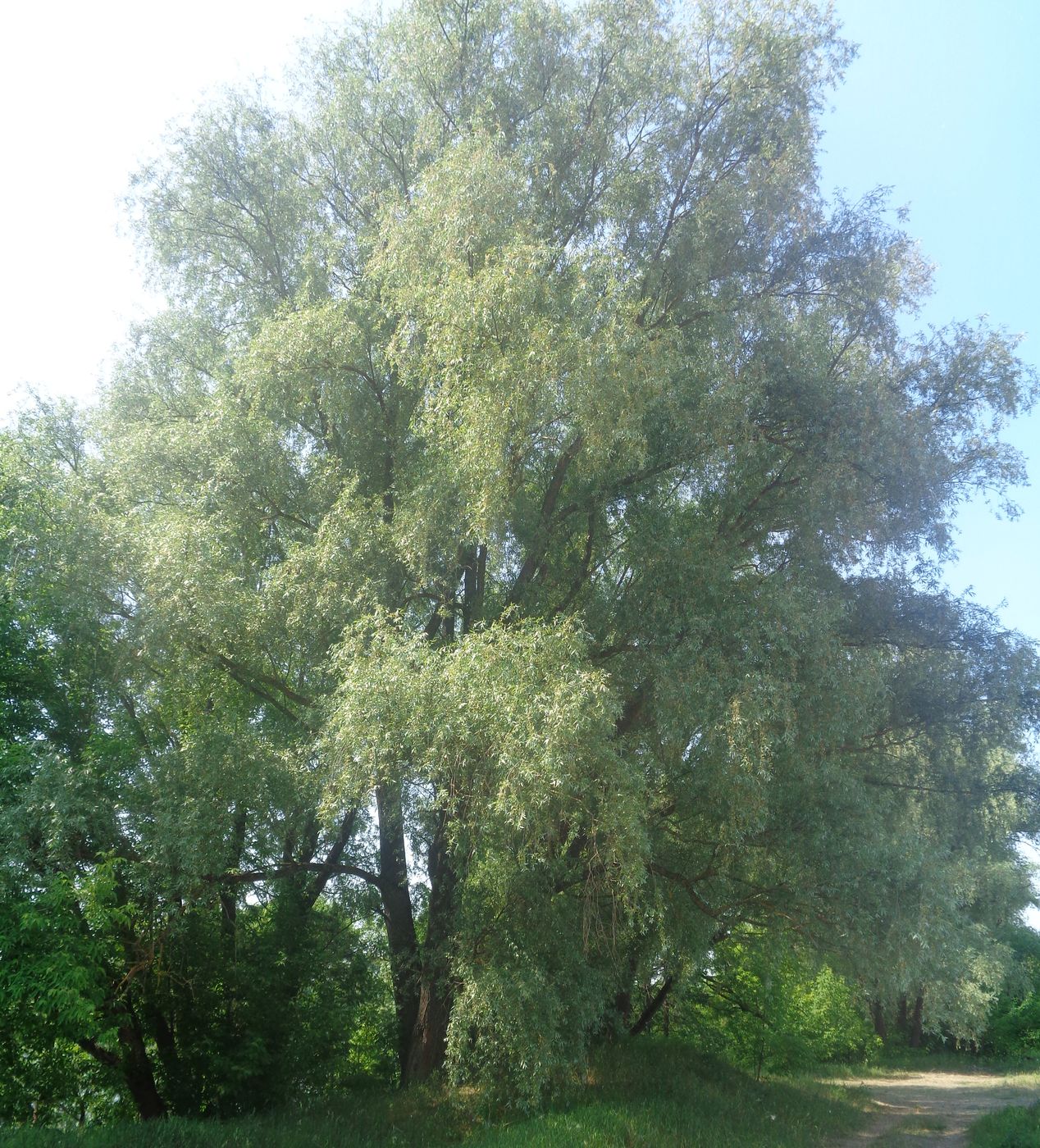 Изображение особи Salix alba.