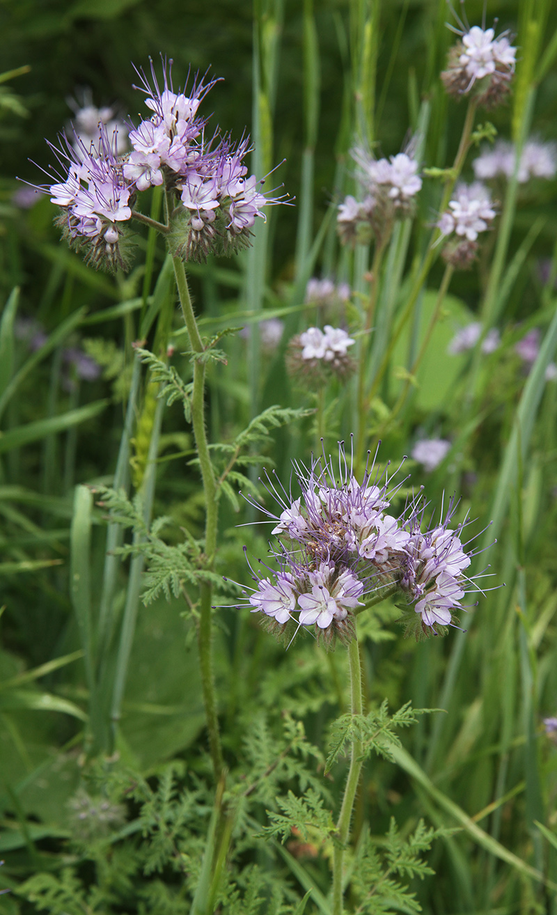 Image of Phacelia tanacetifolia specimen.