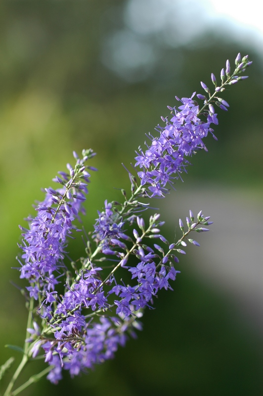 Image of Veronica spuria specimen.