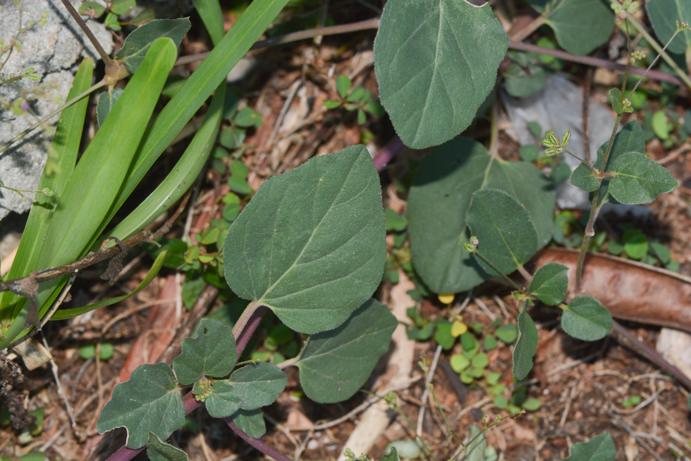 Изображение особи Boerhavia diffusa.