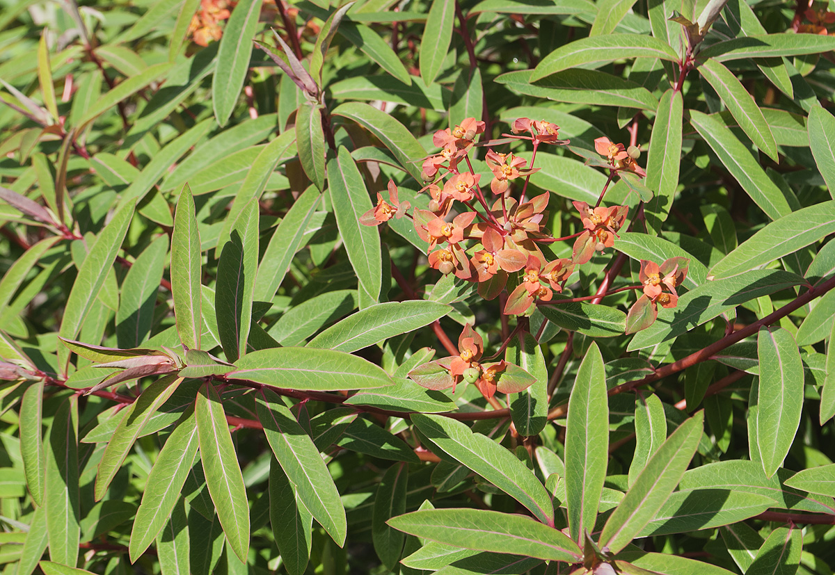 Image of Euphorbia griffithii specimen.