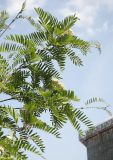 Sorbus scalaris