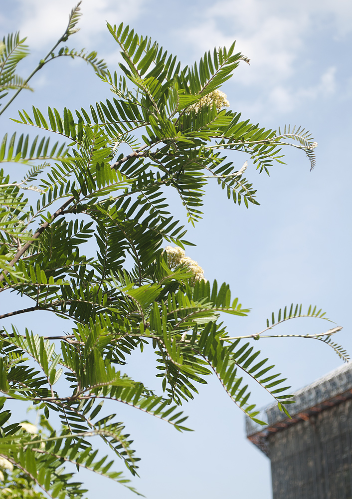 Image of Sorbus scalaris specimen.