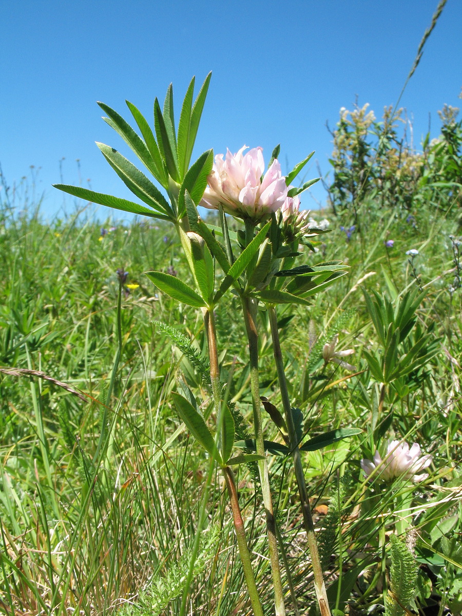 Image of Trifolium lupinaster var. albiflorum specimen.