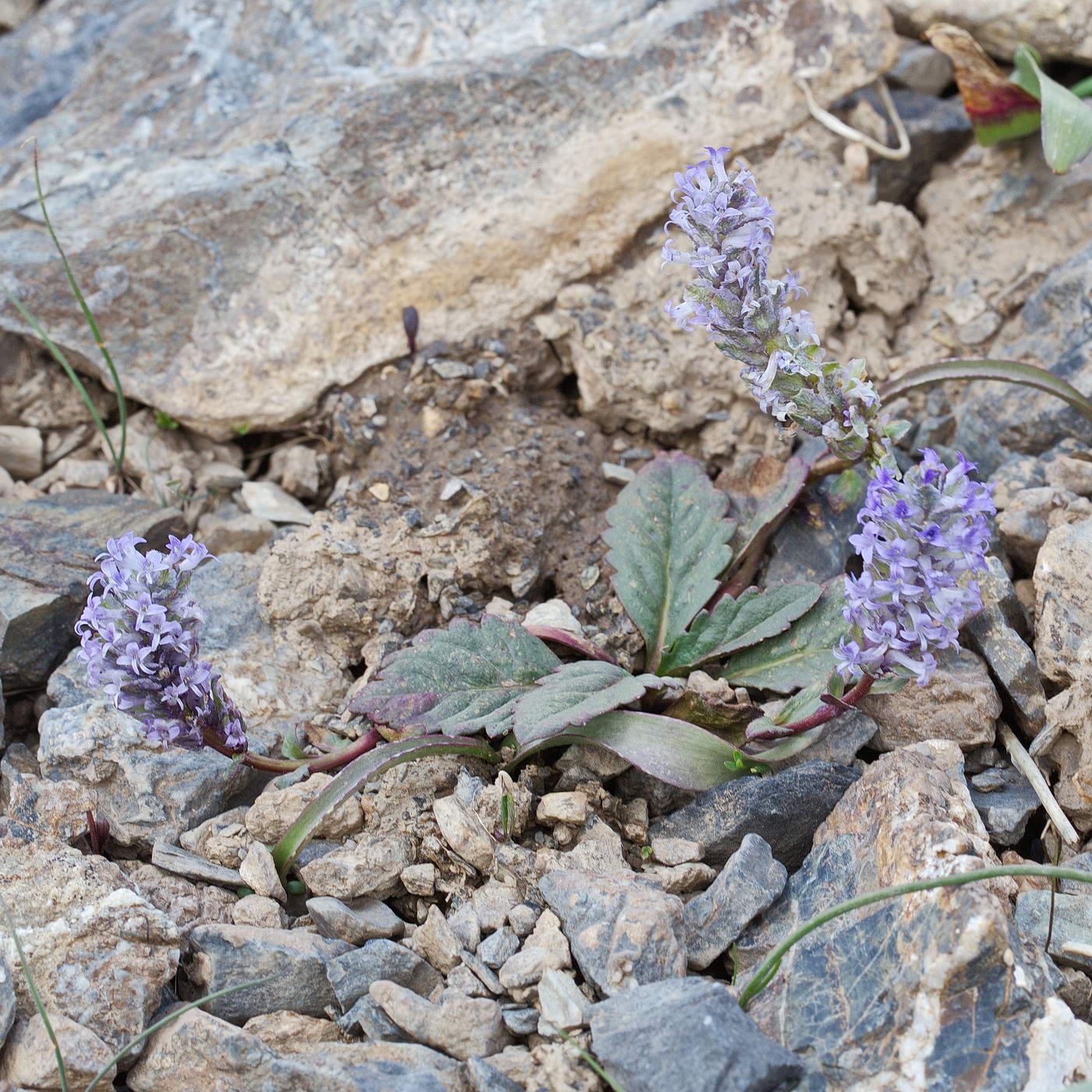 Изображение особи Lagotis decumbens.