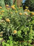 Achillea filipendulina