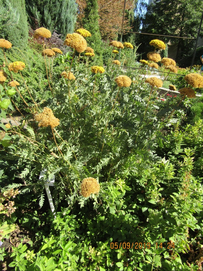 Изображение особи Achillea filipendulina.