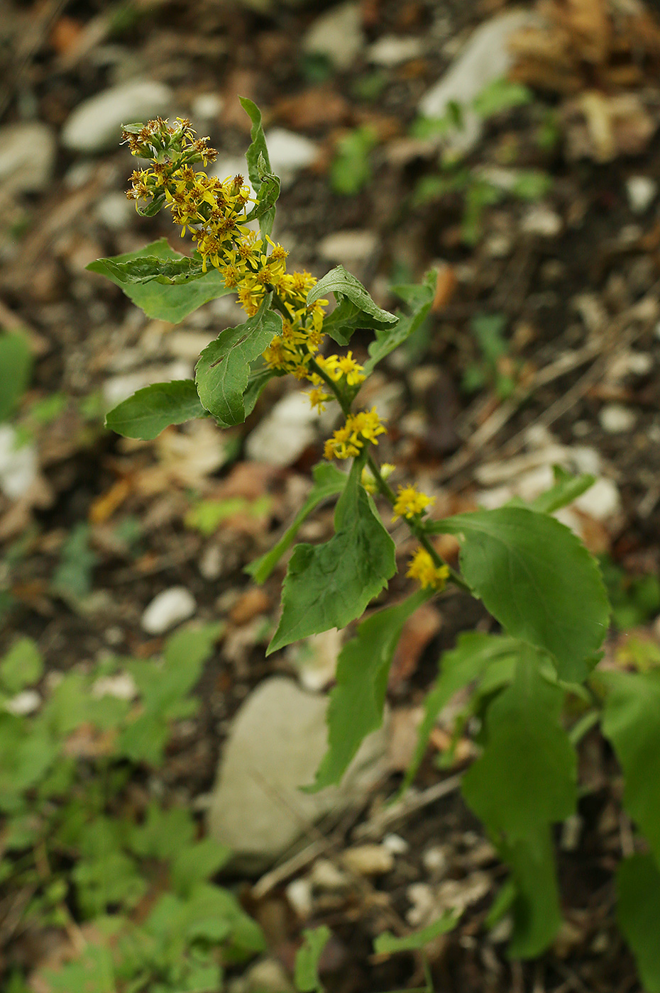 Image of Solidago virgaurea specimen.