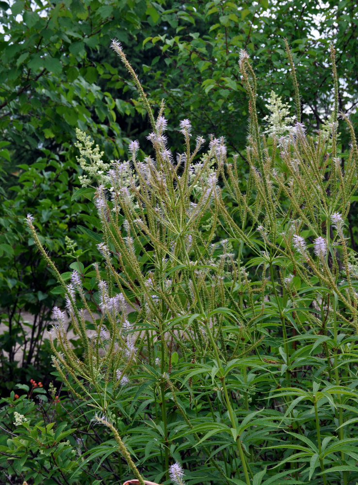 Image of Veronicastrum virginicum specimen.