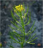 Erysimum cheiranthoides