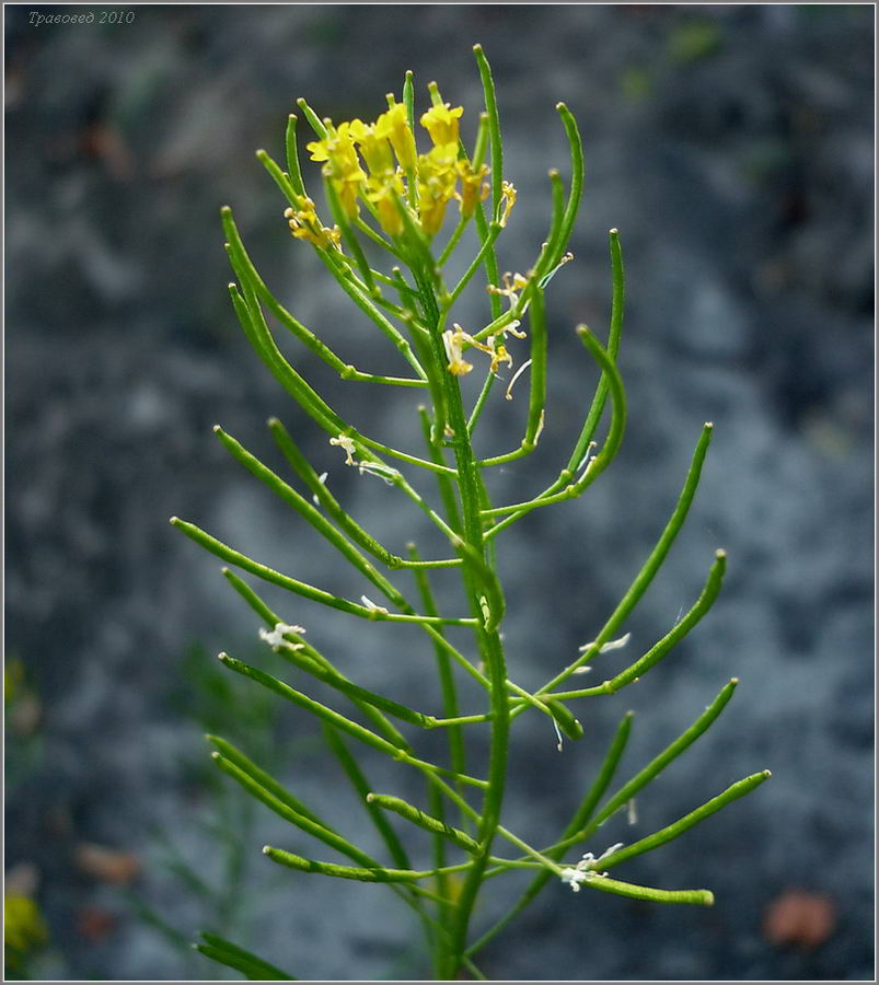 Image of Erysimum cheiranthoides specimen.