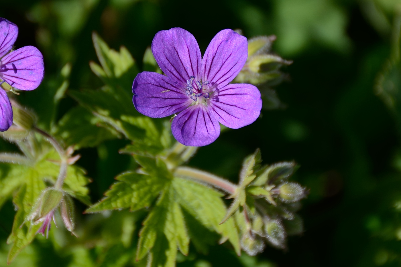 Изображение особи Geranium sylvaticum.