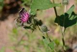 genus Arctium