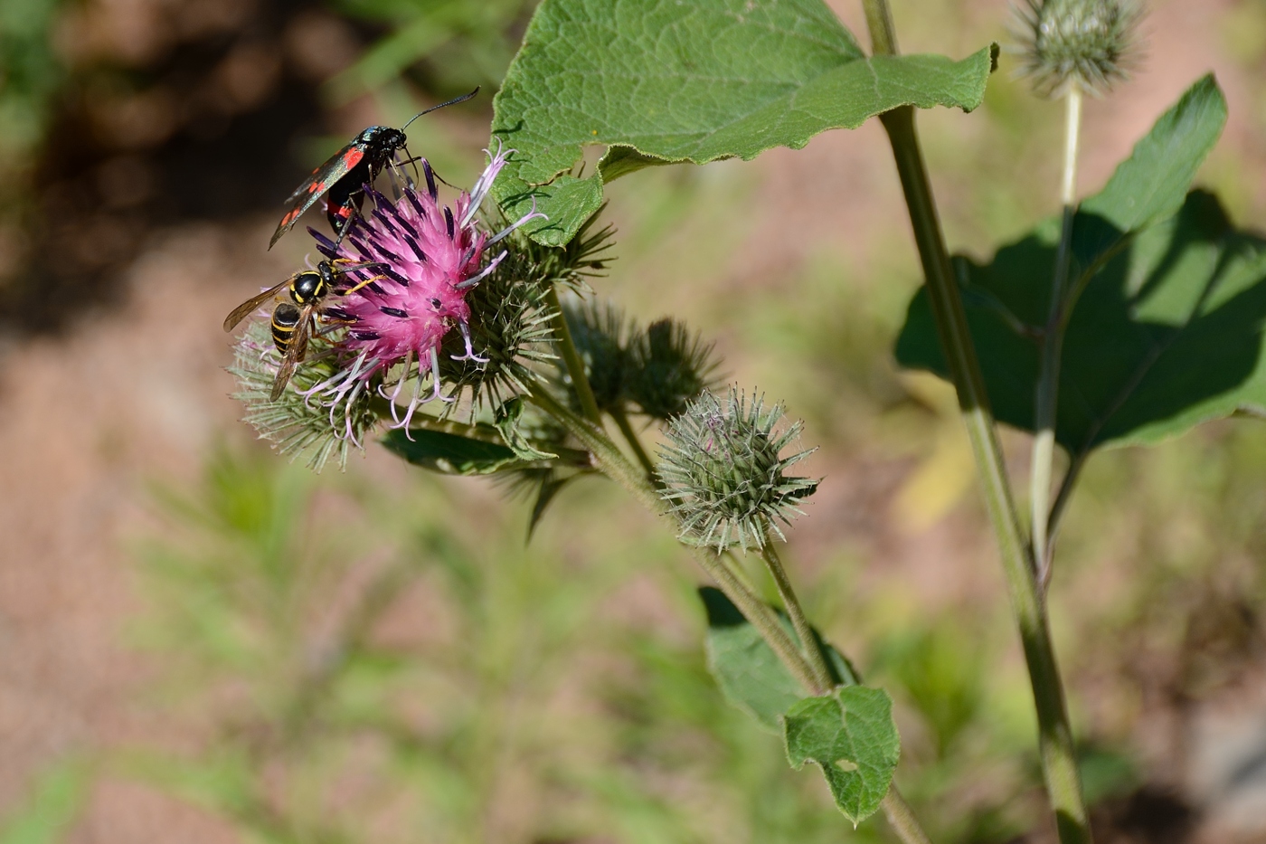 Изображение особи род Arctium.