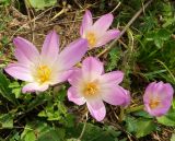 Colchicum speciosum. Цветущие растения. Карачаево-Черкесия, Домбай, долина р. Домбай-Ульген, поляна на опушке леса. 30.08.2019.