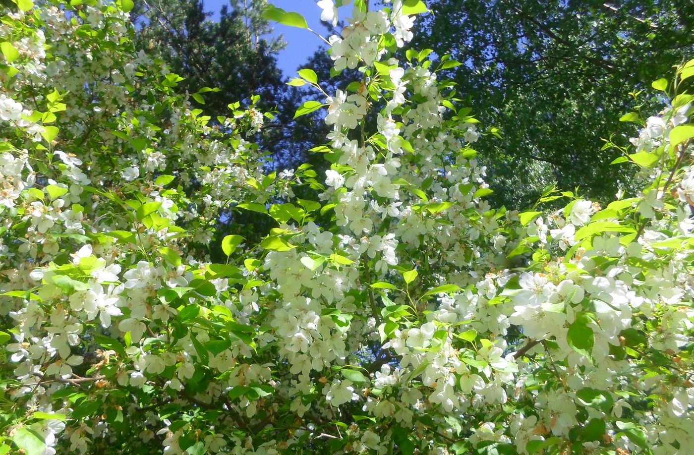 Image of Malus baccata specimen.