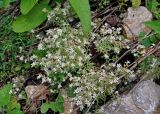 Sedum hispanicum. Цветущие растения. Сербия, национальный парк Тара, плоскогорье Равна Тара, западный берег оз. Заовине, каменистый склон. 11.07.2019.