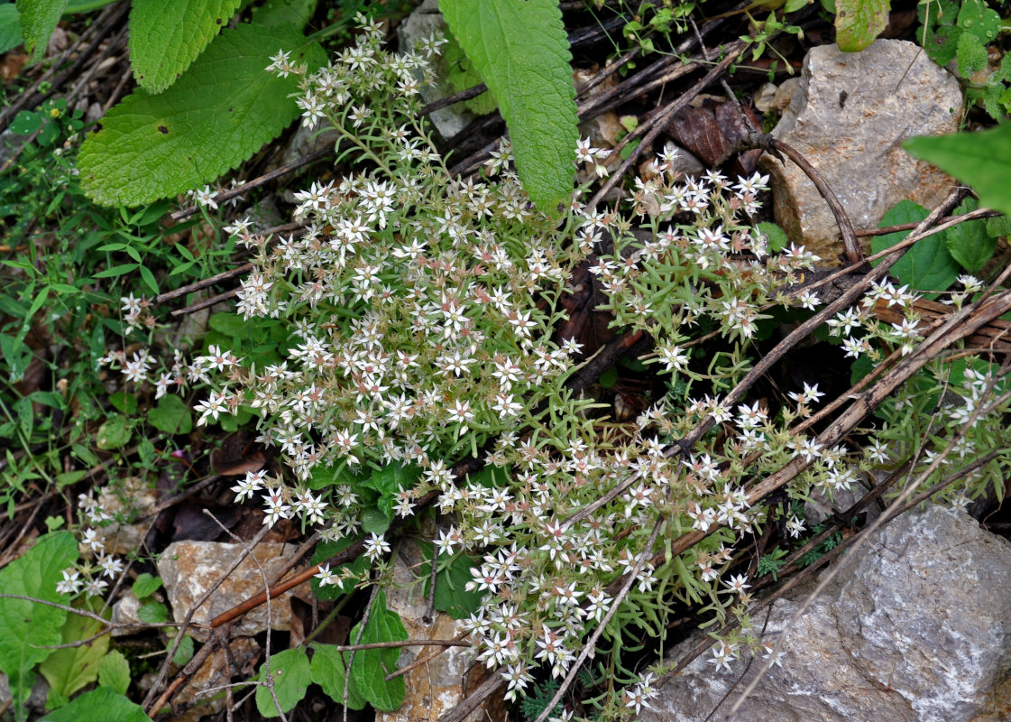 Изображение особи Sedum hispanicum.