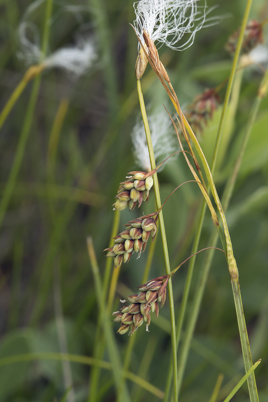 Изображение особи Carex paupercula.