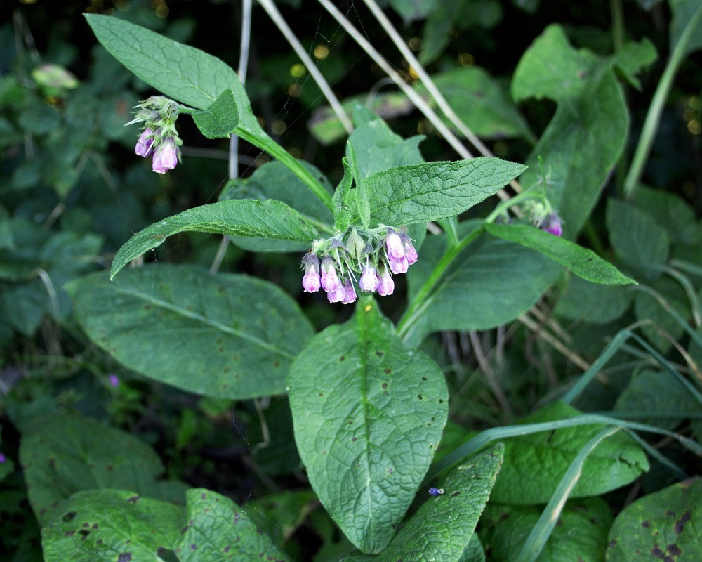 Image of Symphytum officinale specimen.