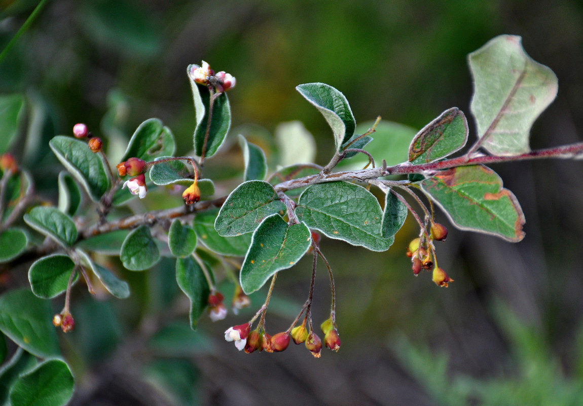 Изображение особи Cotoneaster melanocarpus.