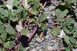 Boerhavia coccinea