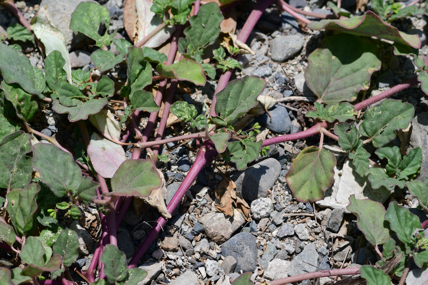 Image of Boerhavia coccinea specimen.