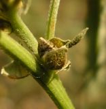 Cannabis variety spontanea