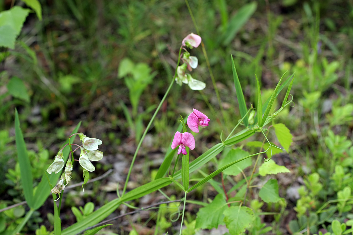 Изображение особи Lathyrus sylvestris.