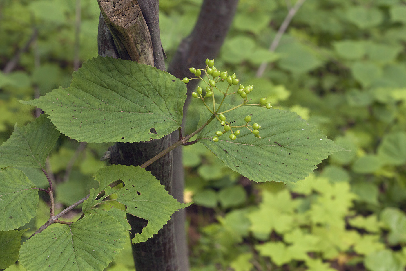 Image of Viburnum wrightii specimen.