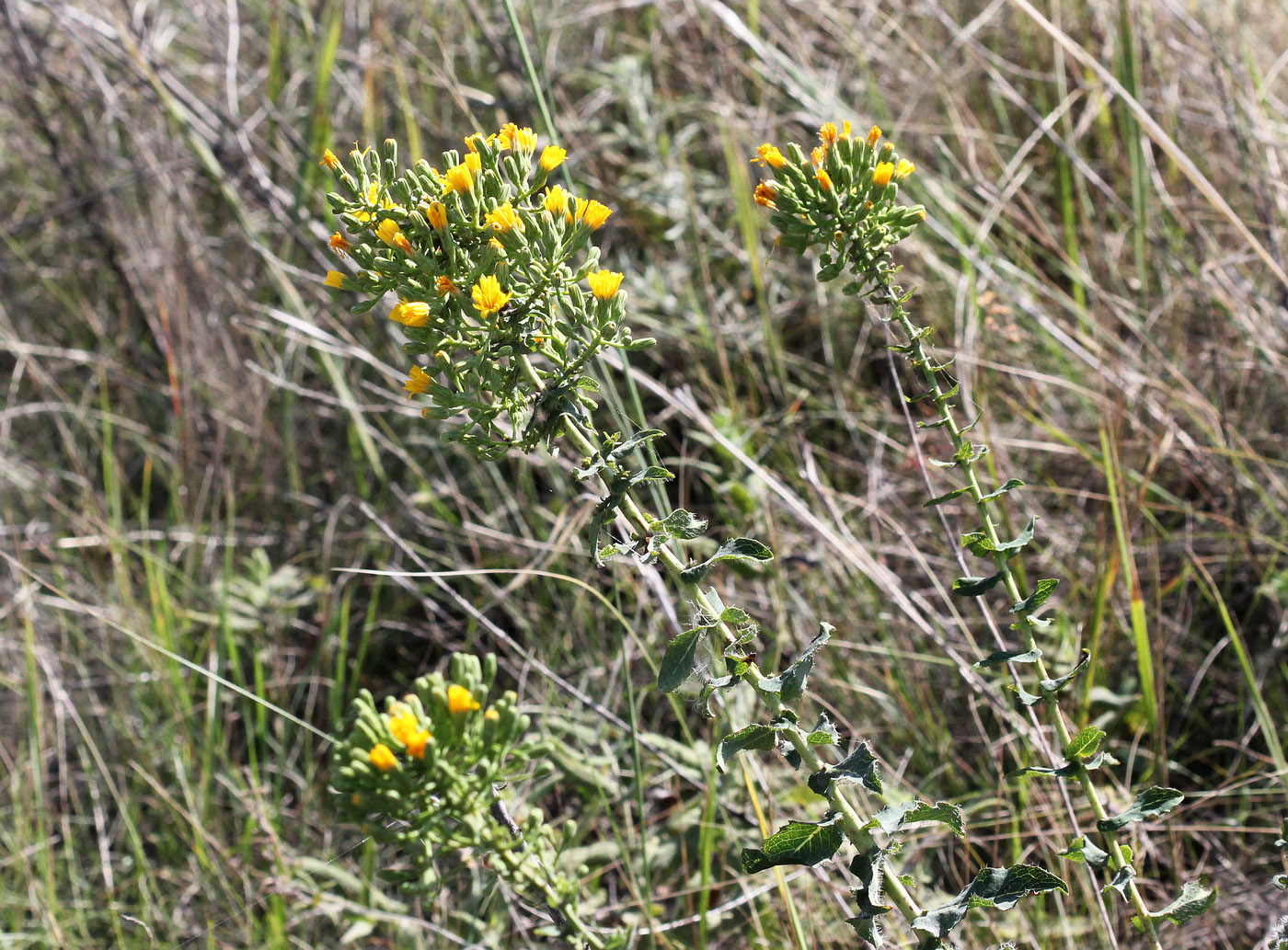 Image of Hieracium robustum specimen.