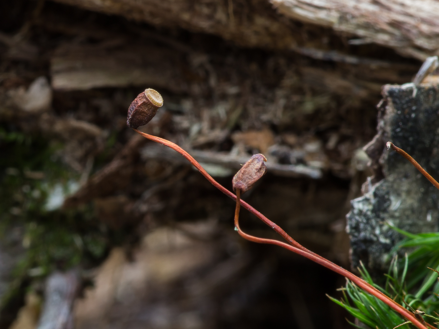 Изображение особи Polytrichum commune.