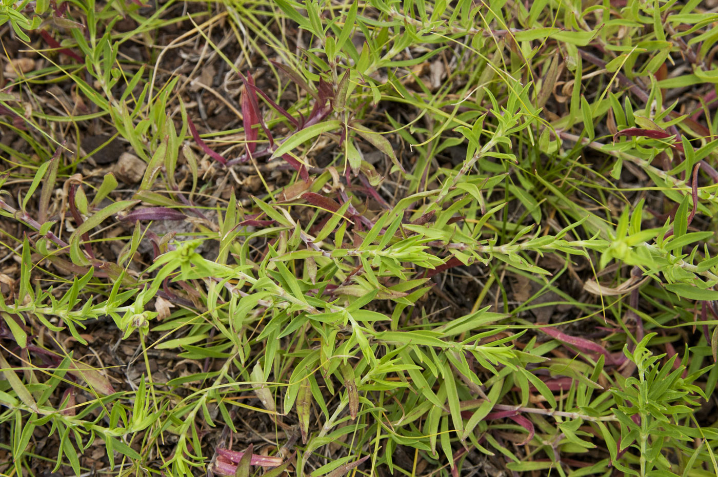 Image of Silene amoena specimen.