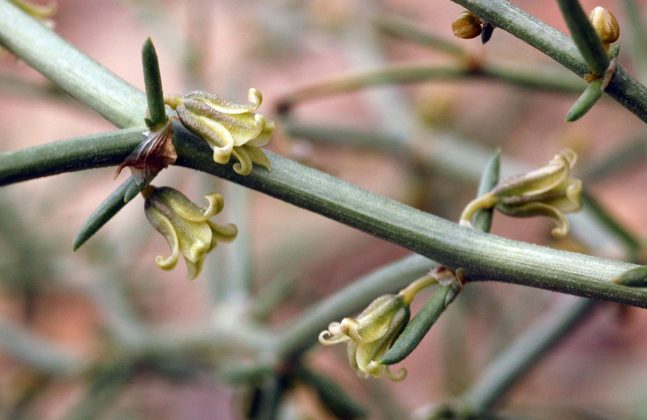 Изображение особи Asparagus breslerianus.