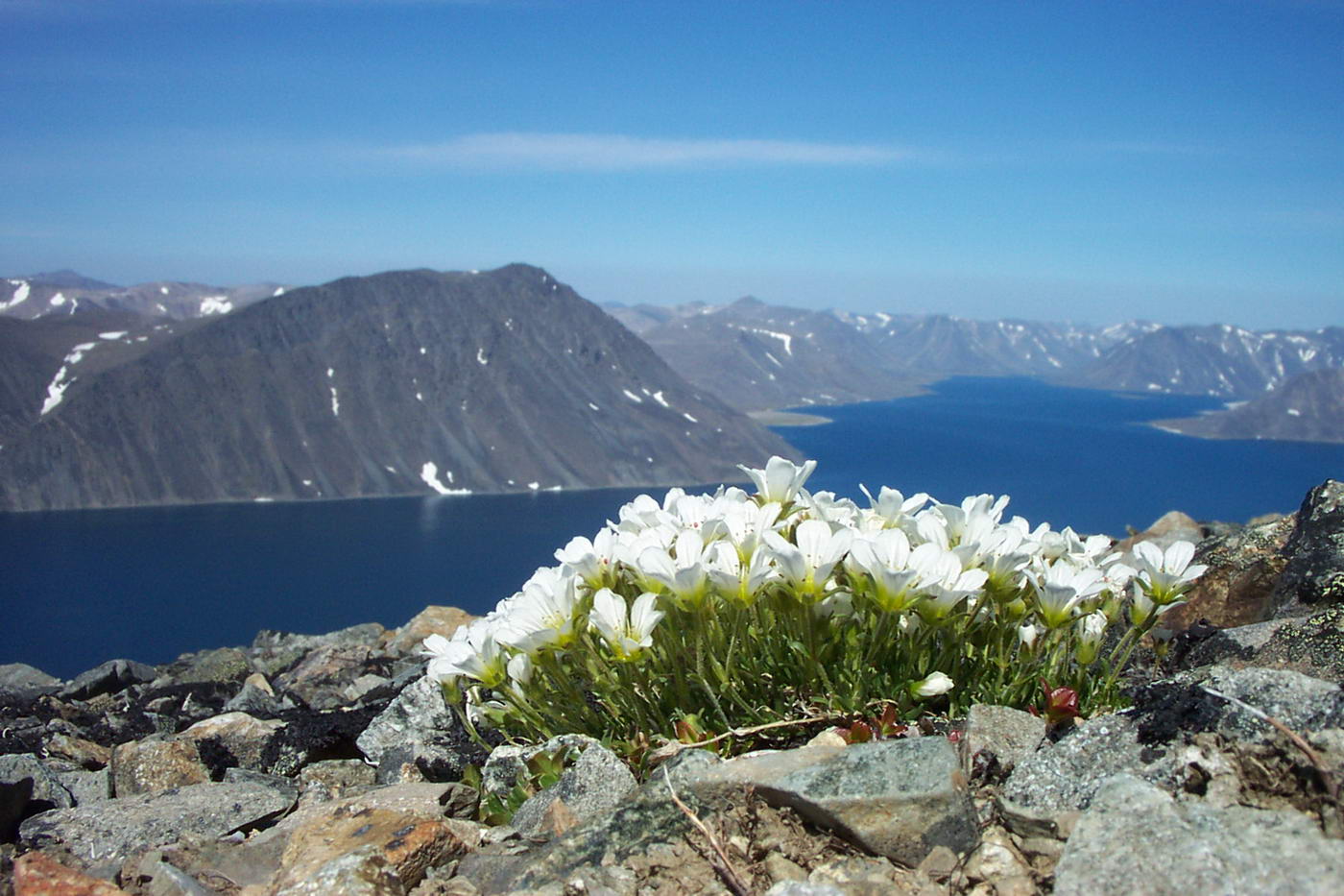 Image of Minuartia macrocarpa specimen.