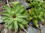 Orostachys maximowiczii