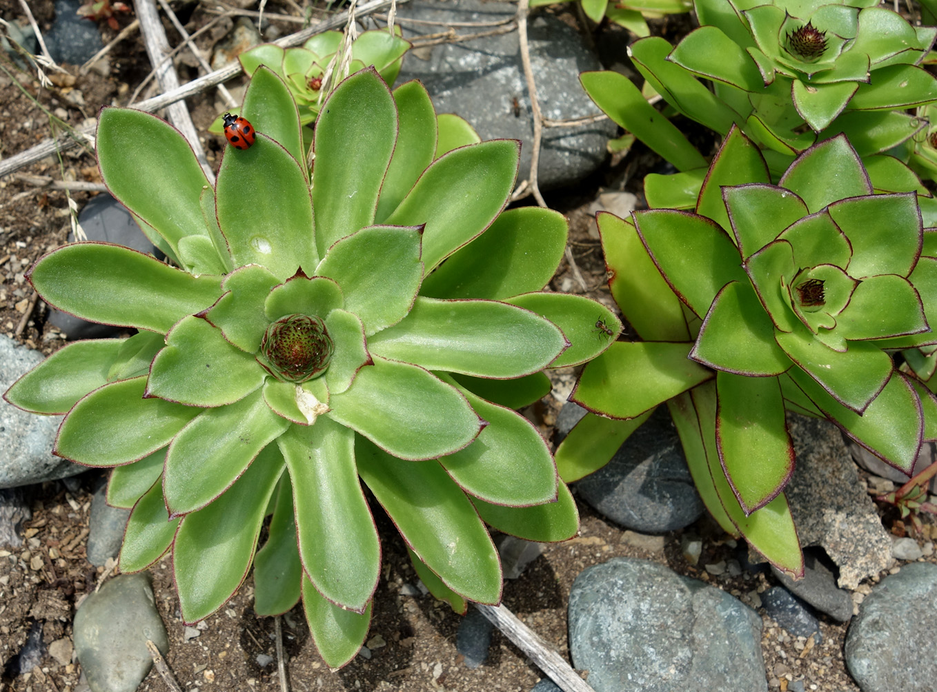 Изображение особи Orostachys maximowiczii.