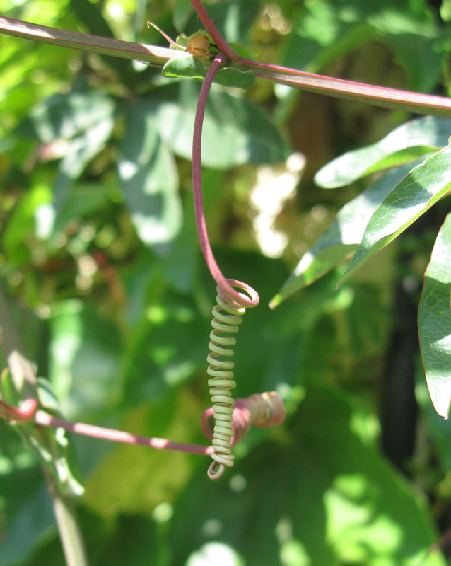 Image of Passiflora caerulea specimen.