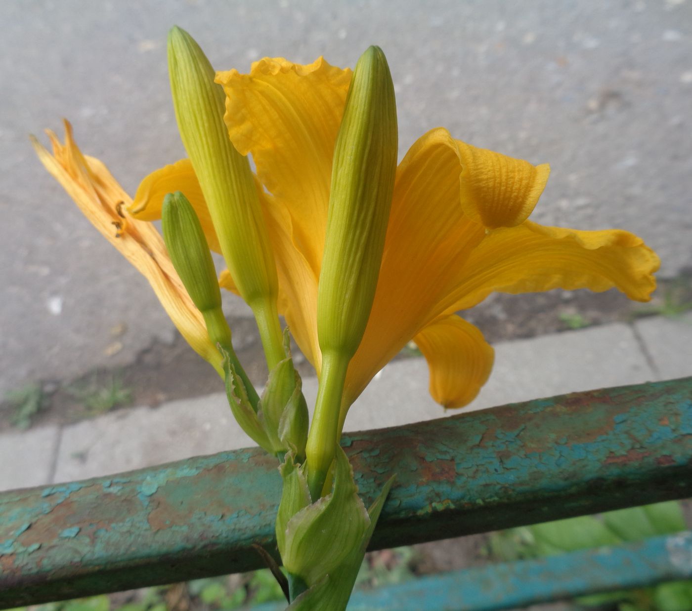 Image of genus Hemerocallis specimen.