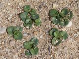 Calystegia soldanella