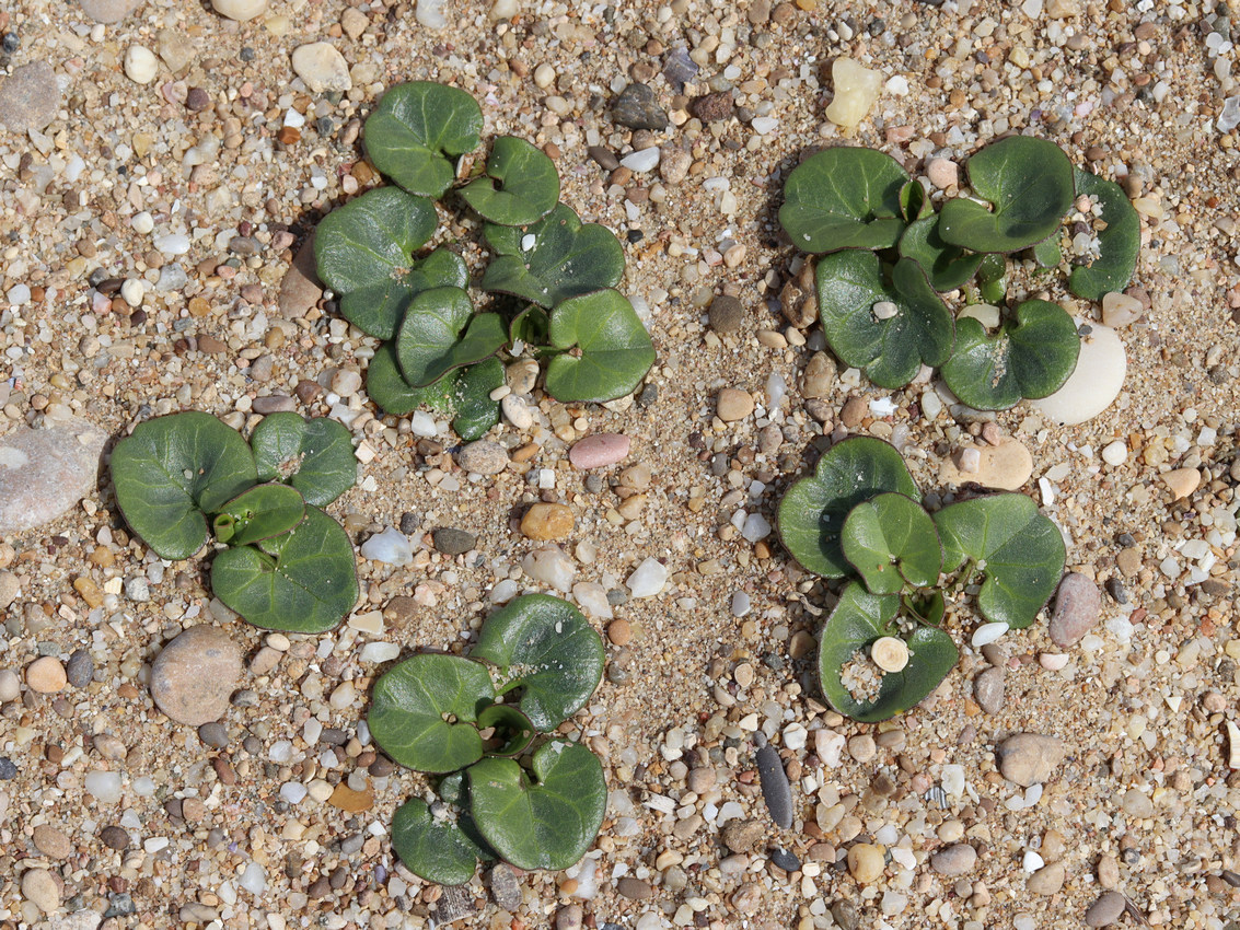 Image of Calystegia soldanella specimen.