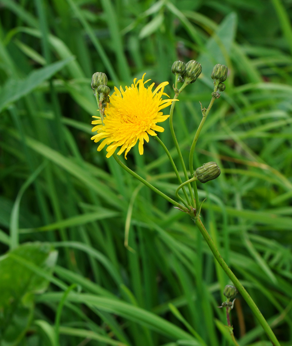 Изображение особи Sonchus arvensis ssp. uliginosus.