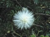 Calliandra haematocephala. Соцветие (var. alba). Испания, Канарские о-ва, Тенерифе, ботанический сад в Пуэрто-де-ла-Крус, в культуре. 6 марта 2008 г.