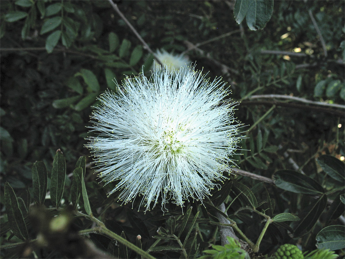 Image of Calliandra haematocephala specimen.