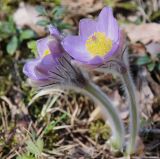 Pulsatilla &times; intermedia