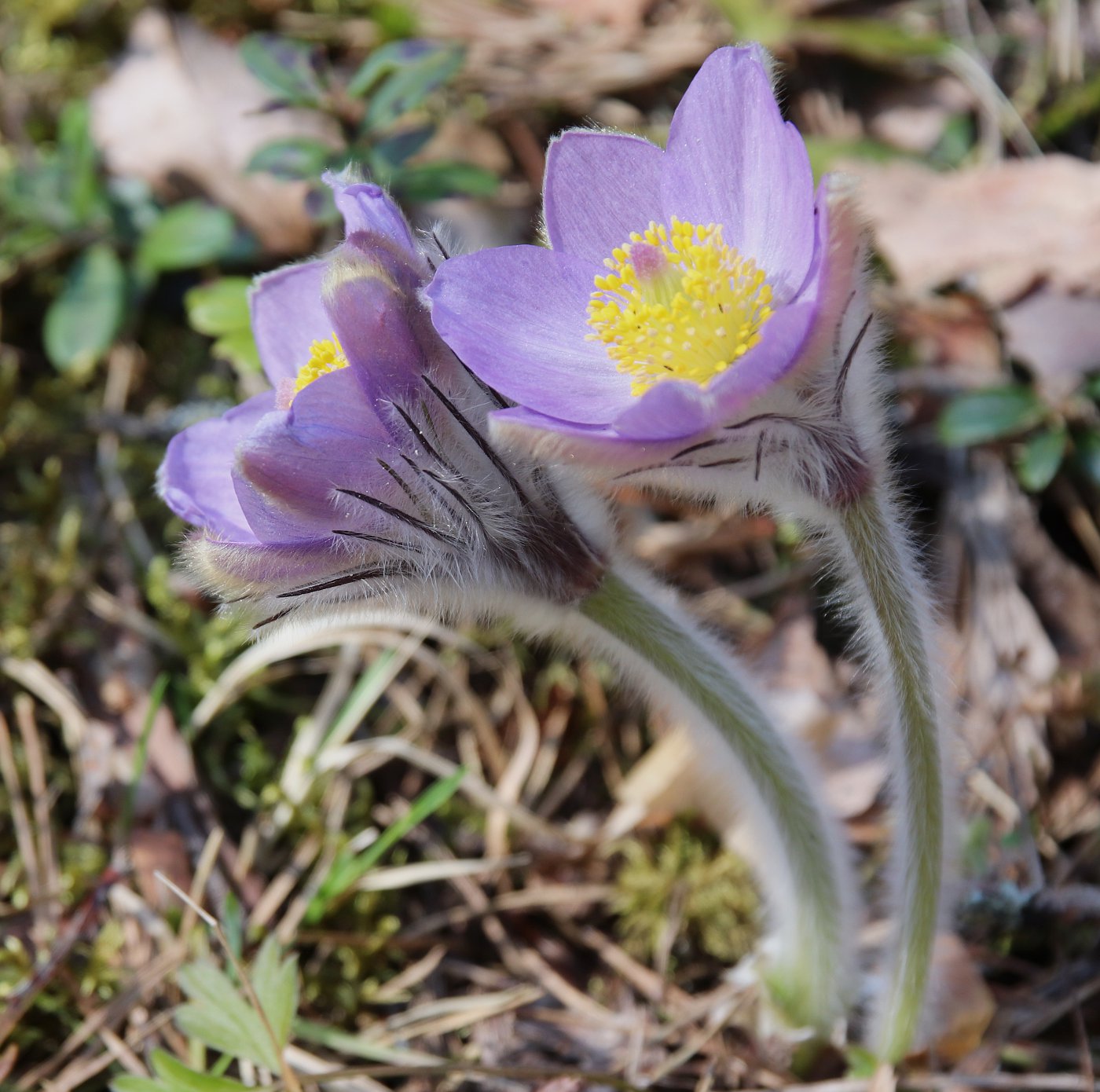 Изображение особи Pulsatilla &times; intermedia.